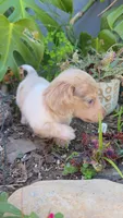 Piebald Dapple Boy, a male Miniature Dachshund for sale in Santa Maria, CA – 4 of 10
