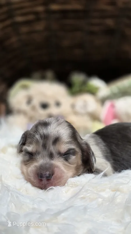 Blue Cream Dapple boy #3 – Miniature Dachshund puppy for sale in Santa Maria, CA