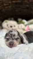 Blue Cream Dapple boy #3, a male Miniature Dachshund for sale in Santa Maria, CA – 1 of 8