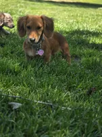 Boy-Blue Cream Dapple #2, a male Miniature Dachshund for sale in Santa Maria, CA – 5 of 7