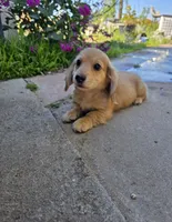 Shaded Cream LH mini Dachsund boy , a male Miniature Dachshund for sale in Santa Maria, CA – Photo 4 of 4