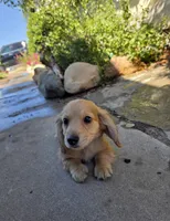 Shaded Cream LH mini Dachsund boy , a male Miniature Dachshund for sale in Santa Maria, CA – Photo 2 of 4