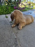 Shaded Cream LH mini Dachsund boy , a male Miniature Dachshund for sale in Santa Maria, CA – Photo 3 of 4