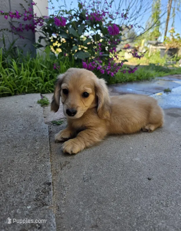 Shaded Cream LH mini Dachsund boy  – Miniature Dachshund puppy for sale in Santa Maria, CA