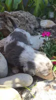 Blue Cream Dapple boy #3, a male Miniature Dachshund for sale in Santa Maria, CA – 5 of 8