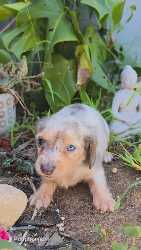 Blue Cream Dapple boy #1 – Miniature Dachshund puppy for sale in Santa Maria, CA