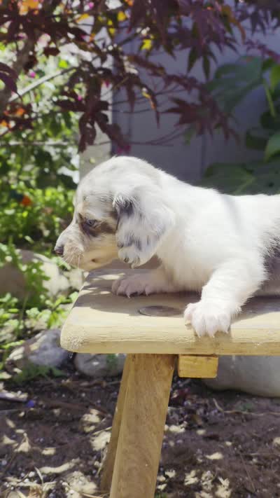 Boy-Blue Cream Dapple #2, a male Miniature Dachshund for sale in Santa Maria, CA – 4 of 7