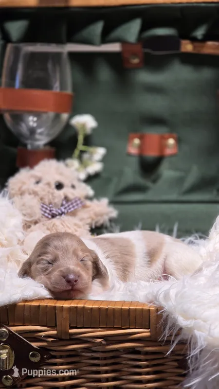Piebald Dapple Boy – Miniature Dachshund puppy for sale in Santa Maria, CA