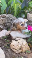 Blue Cream Dapple boy #1, a male Miniature Dachshund for sale in Santa Maria, CA – 3 of 9