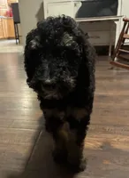 Nat the phantom, a female Poodle - Standard  for sale in Jesup, GA – 3 of 4