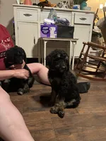 Nat the phantom, a female Poodle - Standard  for sale in Jesup, GA – 4 of 4