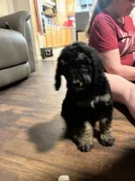 Nat the phantom, a female Poodle - Standard  for sale in Jesup, GA – 2 of 4