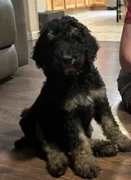 Nat the phantom, a female Poodle - Standard  for sale in Jesup, GA – 1 of 4