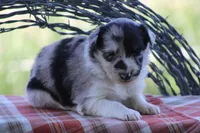 Ty, a male Australian Shepherd and Border Collie for sale in Loma, CO – 6 of 8