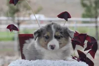 Annie, a female Australian Shepherd and Border Collie for sale in Loma, CO – 4 of 5
