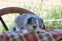 Sage, a female Australian Shepherd and Border Collie for sale in Loma, CO – 6 of 7