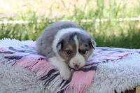 Annie, a female Australian Shepherd and Border Collie for sale in Loma, CO – 7 of 8