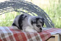 Ty, a male Australian Shepherd and Border Collie for sale in Loma, CO – 7 of 8