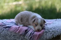 Fern, a female Australian Shepherd and Border Collie for sale in Loma, CO – 3 of 4