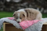 Fern, a female Australian Shepherd and Border Collie for sale in Loma, CO – 2 of 4