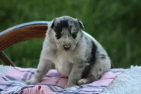 Trudy, a female Australian Shepherd and Border Collie for sale in Loma, CO – 2 of 4