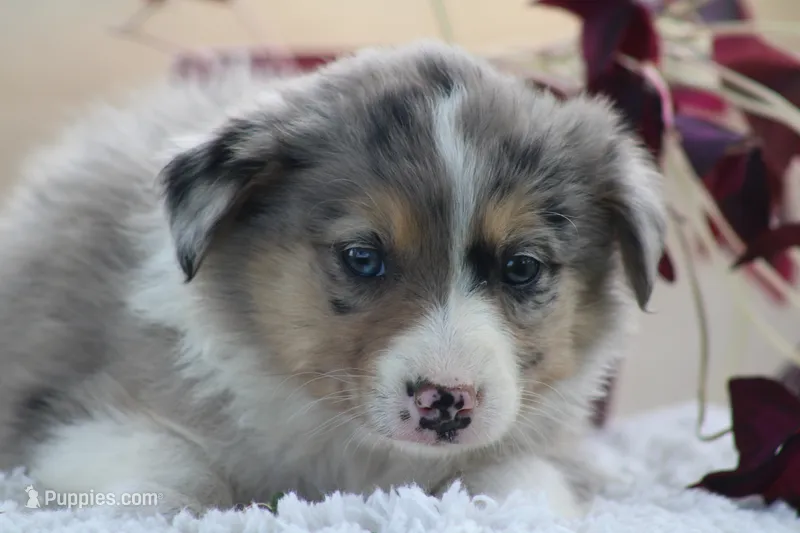 Annie – Australian Shepherd, Border Collie puppy for sale in Loma, CO