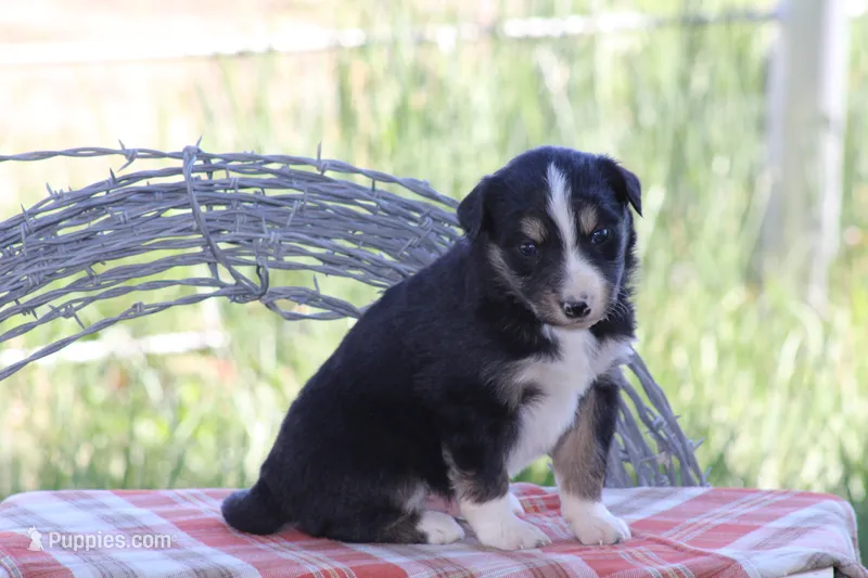 Blake – Australian Shepherd, Border Collie puppy for sale in Loma, CO