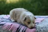 Fern, a female Australian Shepherd and Border Collie for sale in Loma, CO – 4 of 4