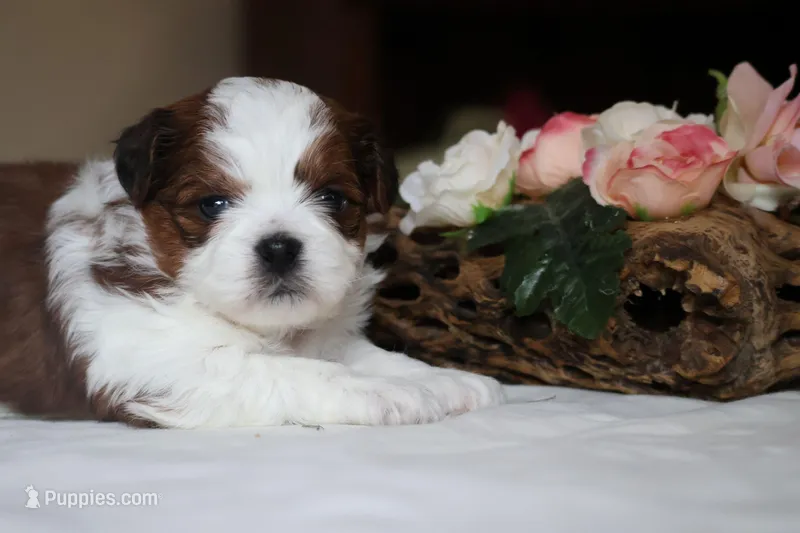 Reba – Bichon Frise, Shih Tzu puppy for sale in Loma, CO