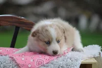 Fern, a female Australian Shepherd and Border Collie for sale in Loma, CO – 3 of 4