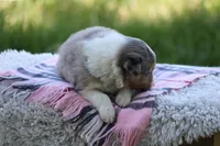 Annie, a female Australian Shepherd and Border Collie for sale in Loma, CO – 6 of 8