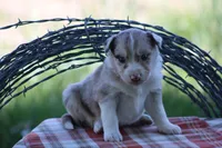Jack, a male Australian Shepherd and Border Collie for sale in Loma, CO – 2 of 8
