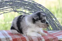 Ty, a male Australian Shepherd and Border Collie for sale in Loma, CO – 4 of 8