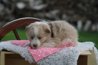 Fern, a female Australian Shepherd and Border Collie for sale in Loma, CO – 4 of 4