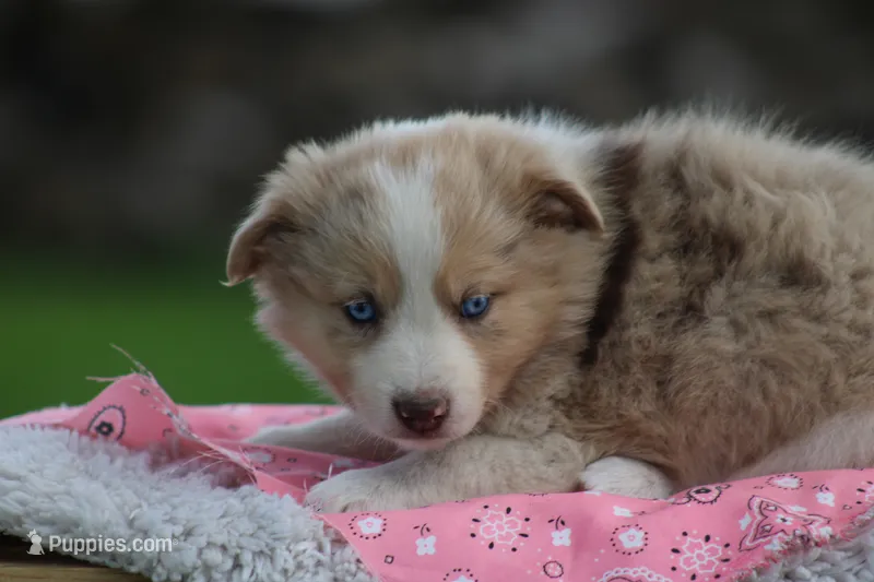 Fern – Australian Shepherd, Border Collie puppy for sale in Loma, CO