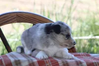 Sage, a female Australian Shepherd and Border Collie for sale in Loma, CO – 4 of 7