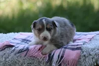 Annie, a female Australian Shepherd and Border Collie for sale in Loma, CO – 4 of 8