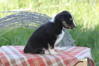 Blake, a male Australian Shepherd and Border Collie for sale in Loma, CO – 3 of 3