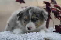 Annie, a female Australian Shepherd and Border Collie for sale in Loma, CO – 2 of 5