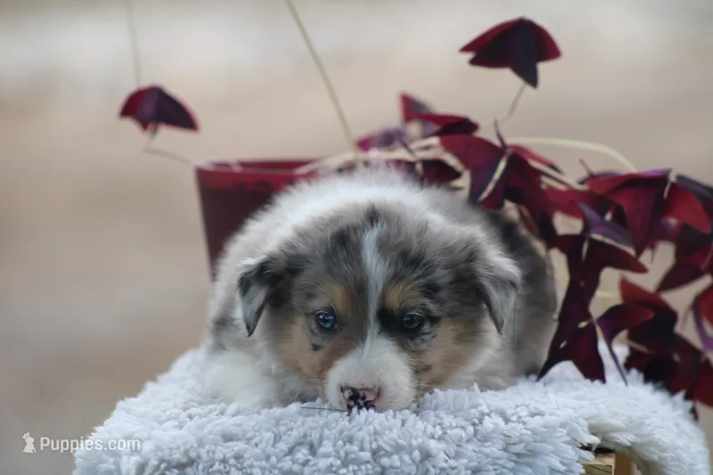 Annie – Australian Shepherd, Border Collie puppy for sale in Loma, CO