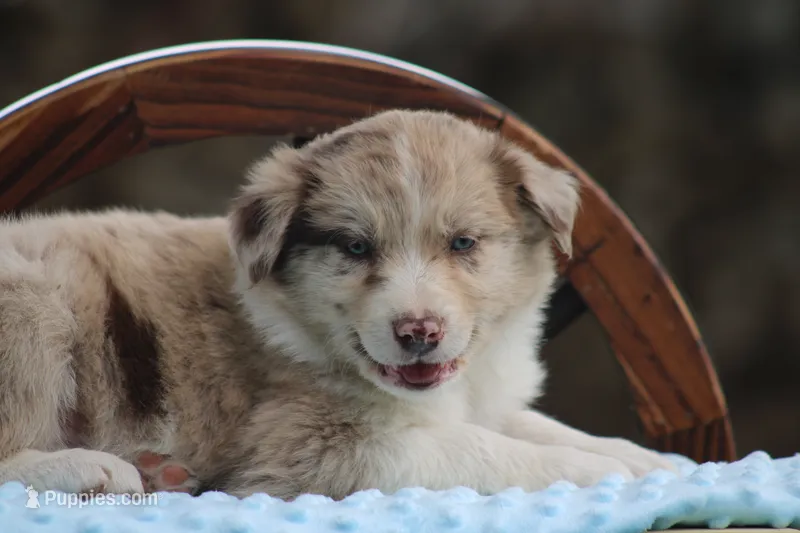 Jack – Australian Shepherd, Border Collie puppy for sale in Loma, CO