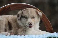 Jack, a male Australian Shepherd and Border Collie for sale in Loma, CO – 1 of 6
