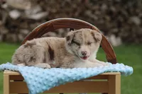 Jack, a male Australian Shepherd and Border Collie for sale in Loma, CO – 5 of 6