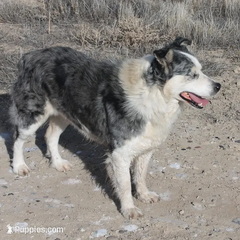 Tippy – Australian Shepherd puppy for sale in Loma, CO
