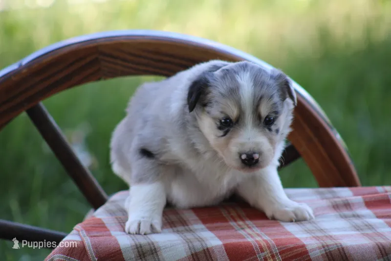 Sage – Australian Shepherd, Border Collie puppy for sale in Loma, CO