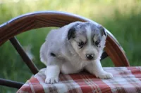 Sage, a female Australian Shepherd and Border Collie for sale in Loma, CO – 1 of 7