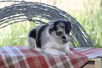 Ty, a male Australian Shepherd and Border Collie for sale in Loma, CO – 8 of 8