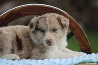 Jack, a male Australian Shepherd and Border Collie for sale in Loma, CO – 3 of 6