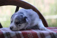 Sage, a female Australian Shepherd and Border Collie for sale in Loma, CO – 3 of 7