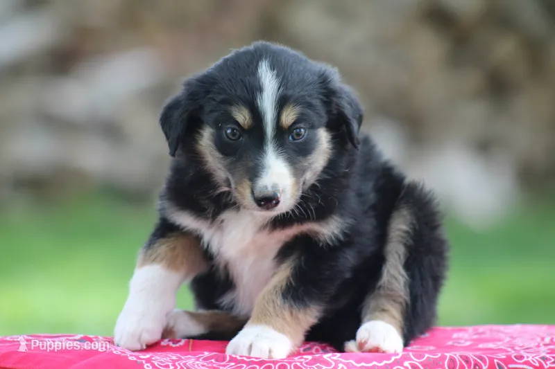 Blake – Australian Shepherd, Border Collie puppy for sale in Loma, CO